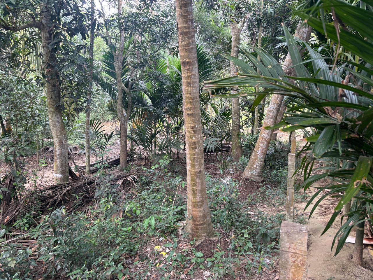 BAGAYAT for sale in Jagatsinghpur Jagatsinghpur — photo 1