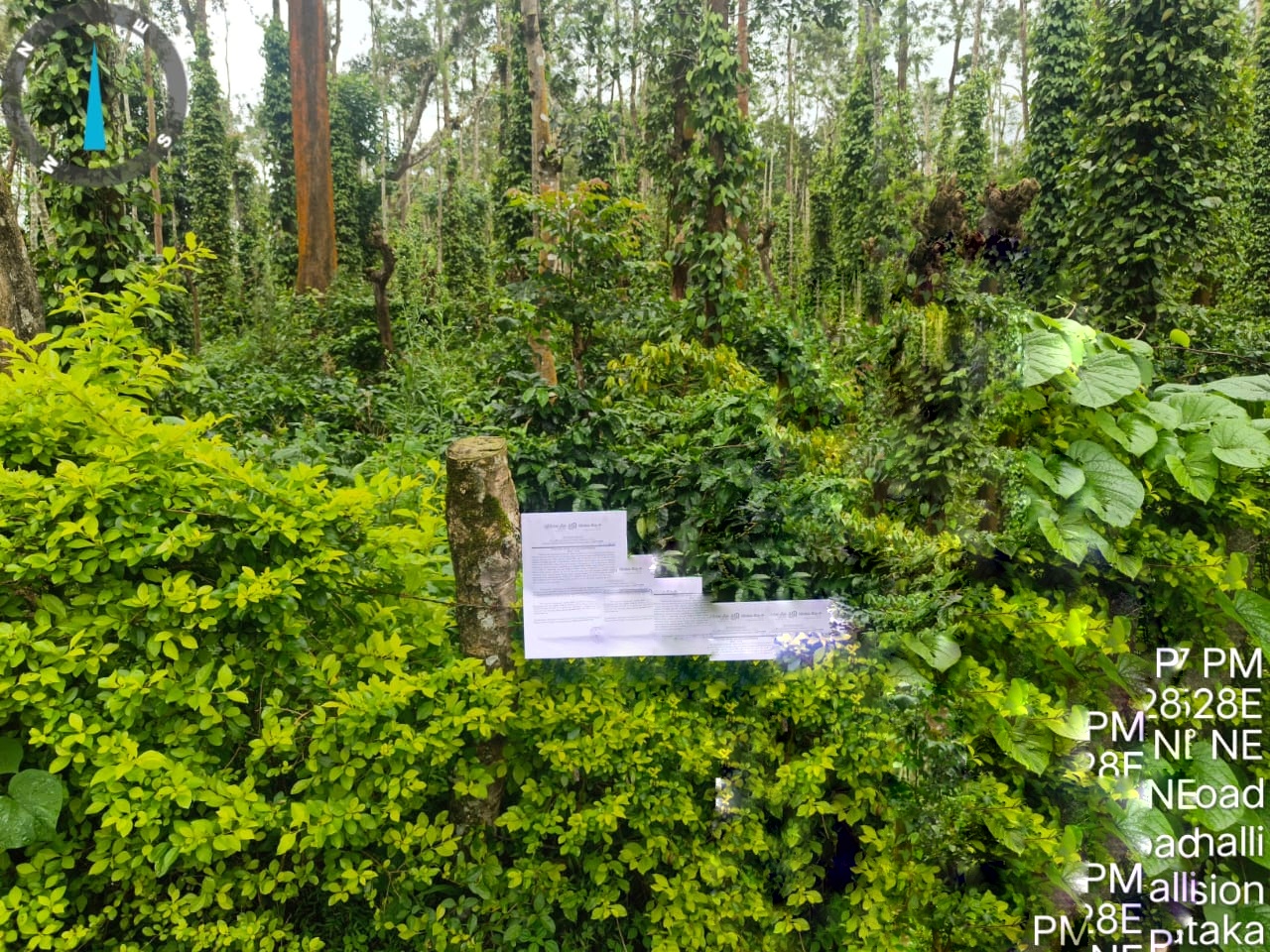Agriculture Land for sale in Keethuru Village Belur — photo 3