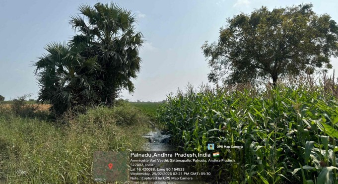 dry land for sale in SATTENAPALLI Sattenapalle — photo 1
