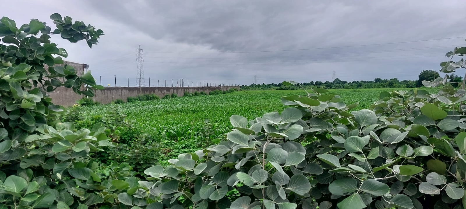 23580 square meter Plot for sale in Bhikangaon — photo 11