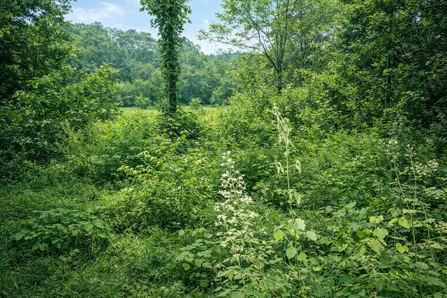 VACANT LAND for sale in Kothamangalam — photo 1