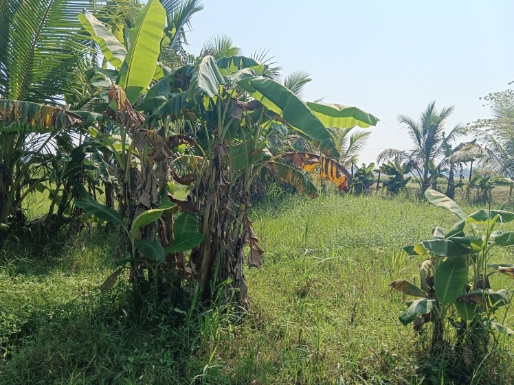 NON AGRI LAND for sale in Peddapuram — photo 1