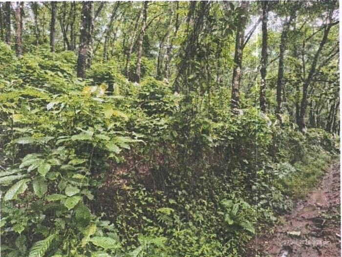 Plot for sale in S G Traders, Pullipadam village Nilambur — photo 1