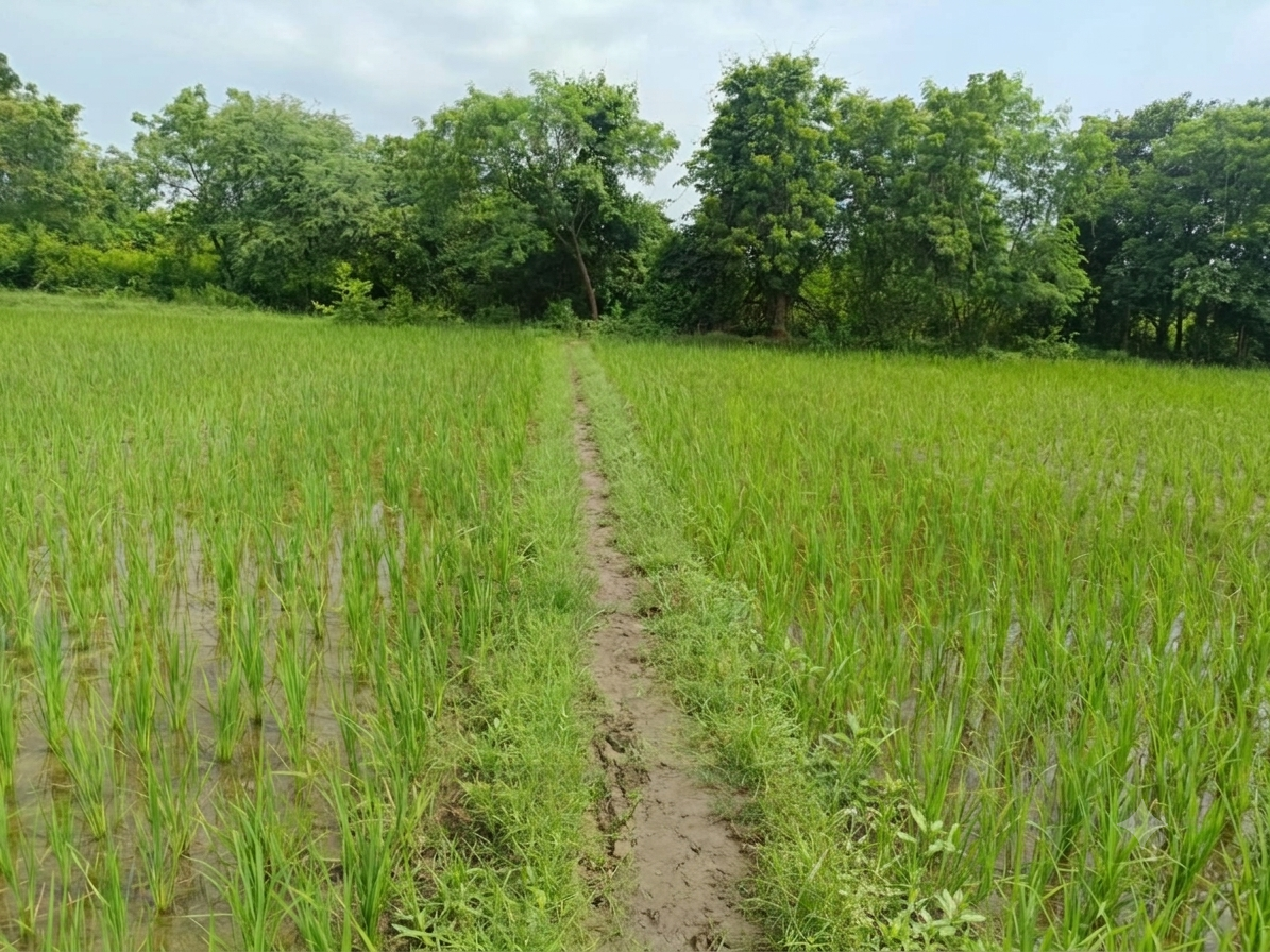 16565 square meter Agriculture Land for sale in Vaghodia — photo 3