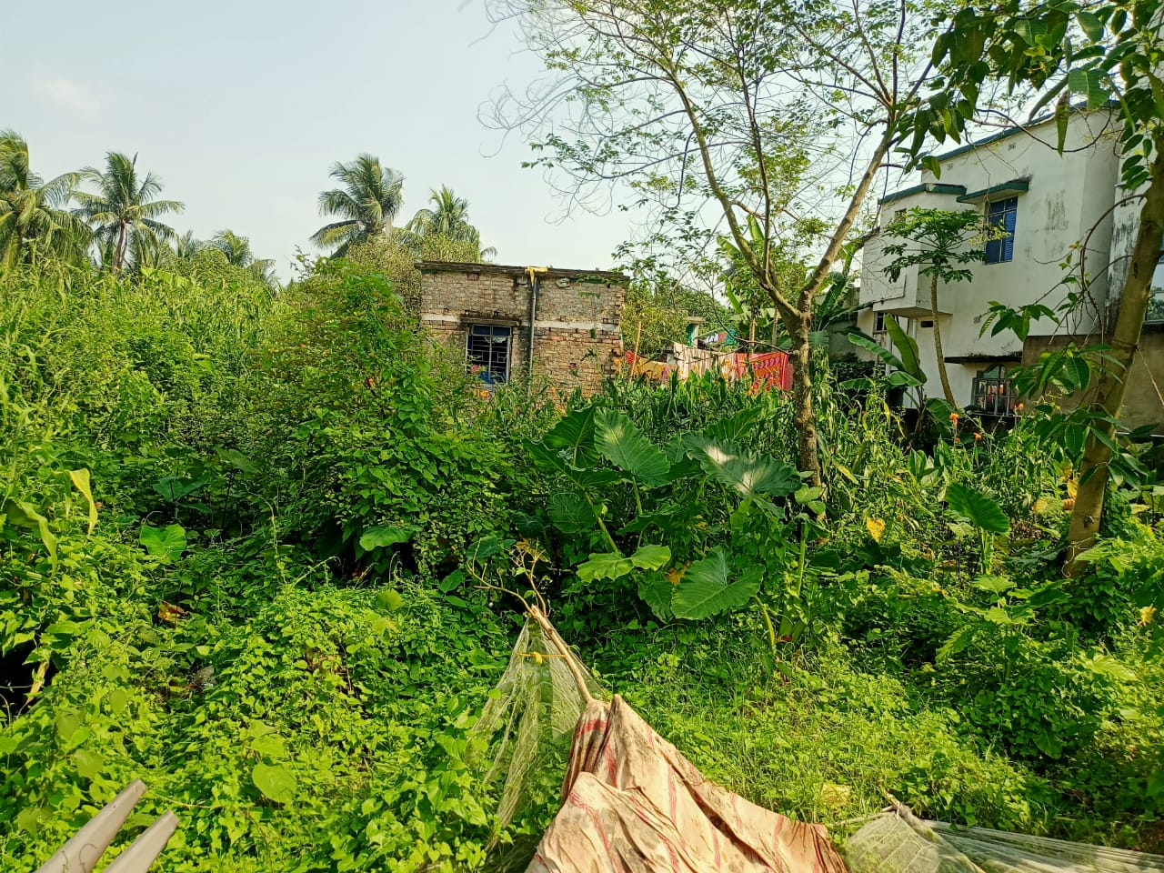 Plot for sale in BASIRHAT Taki — photo 1