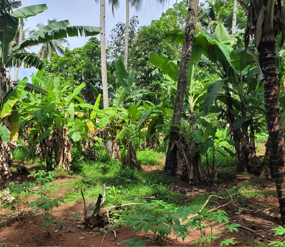 Plot for sale in Paravoor — photo 1