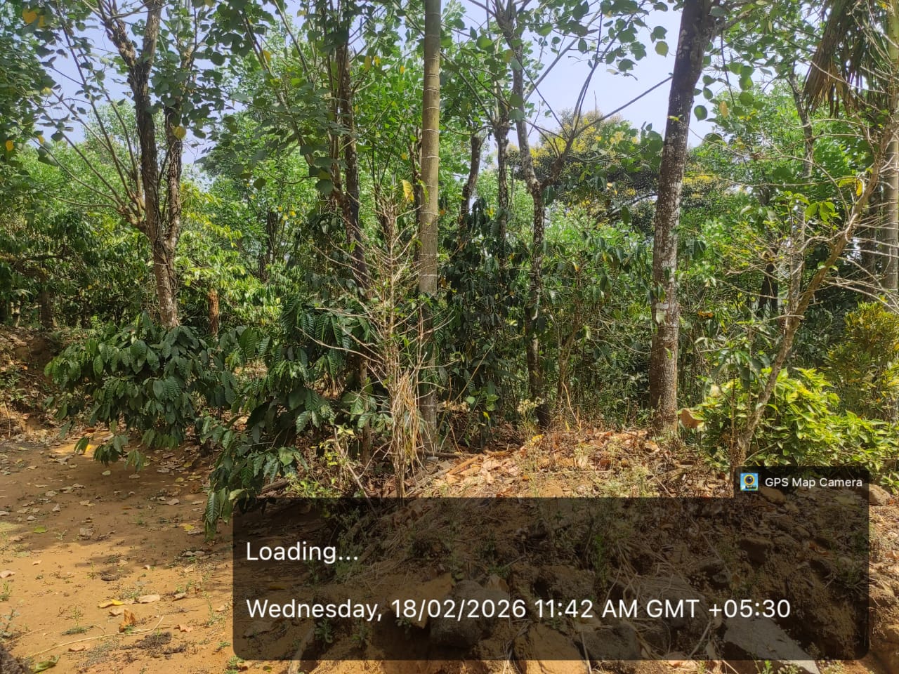 100 square feet COFFEE ESTATE for sale in Virajpete — photo 1