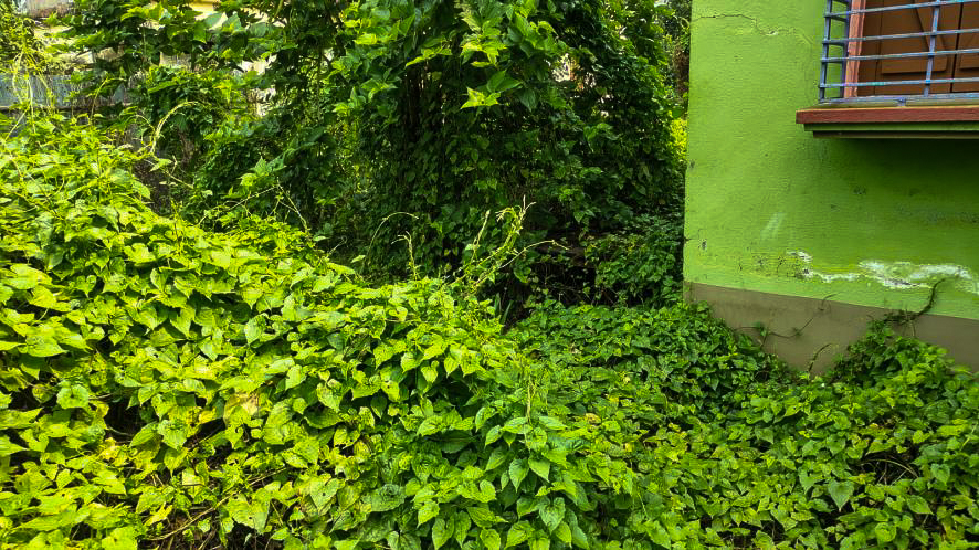 Individual House for sale in Krishnanagar — photo 14