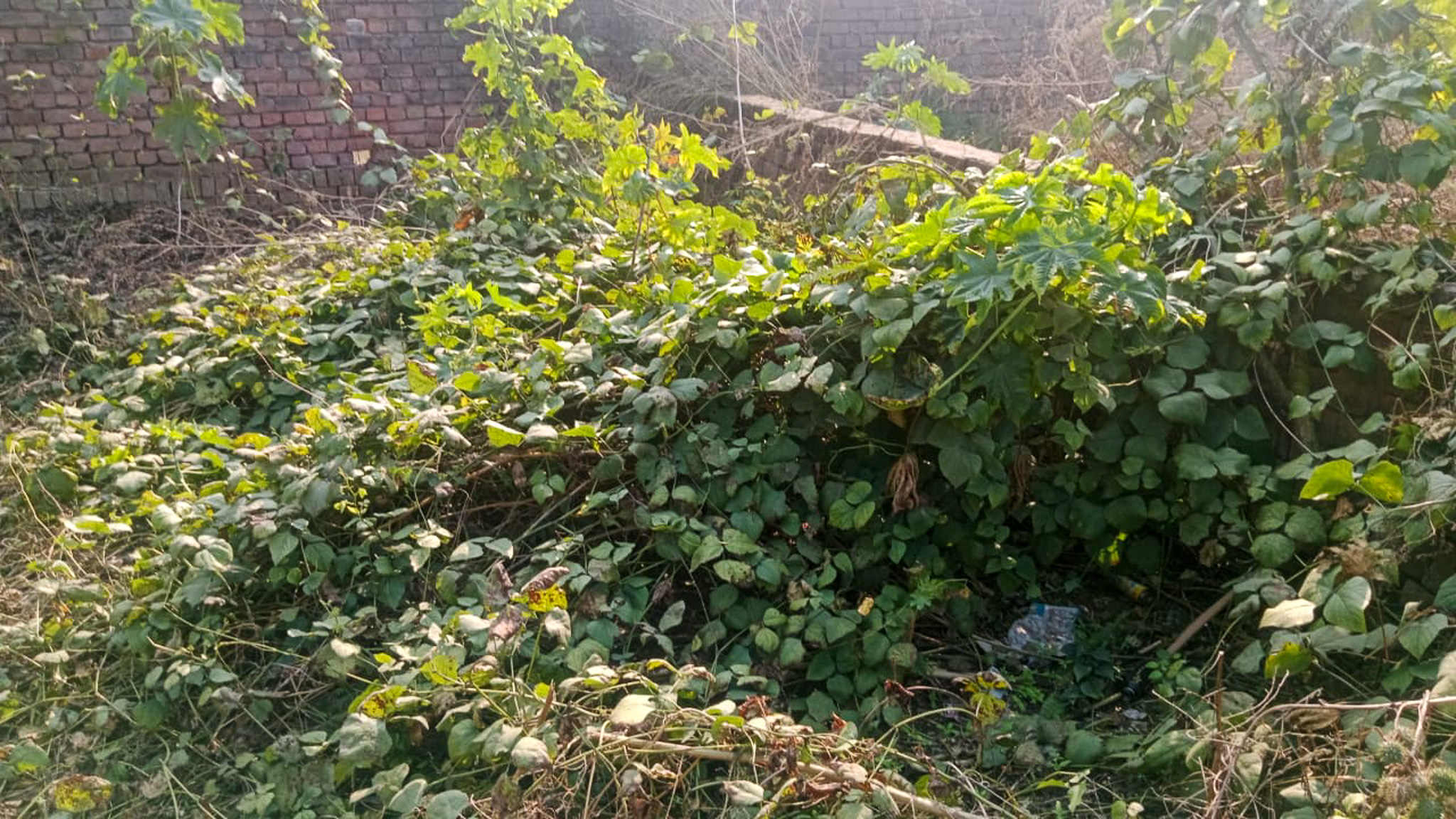 Individual House for sale in Amritsar — photo 17