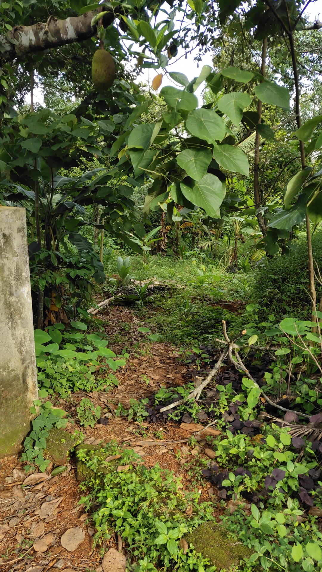 Plot for sale in Marampilly — photo 1