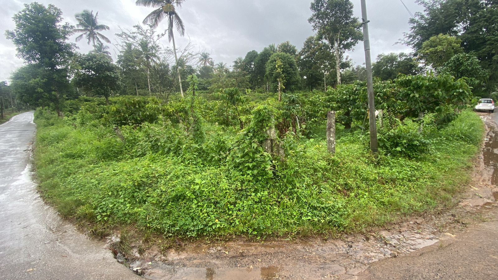 COFFEE ESTATE for sale in Sulthan Bathery — photo 1