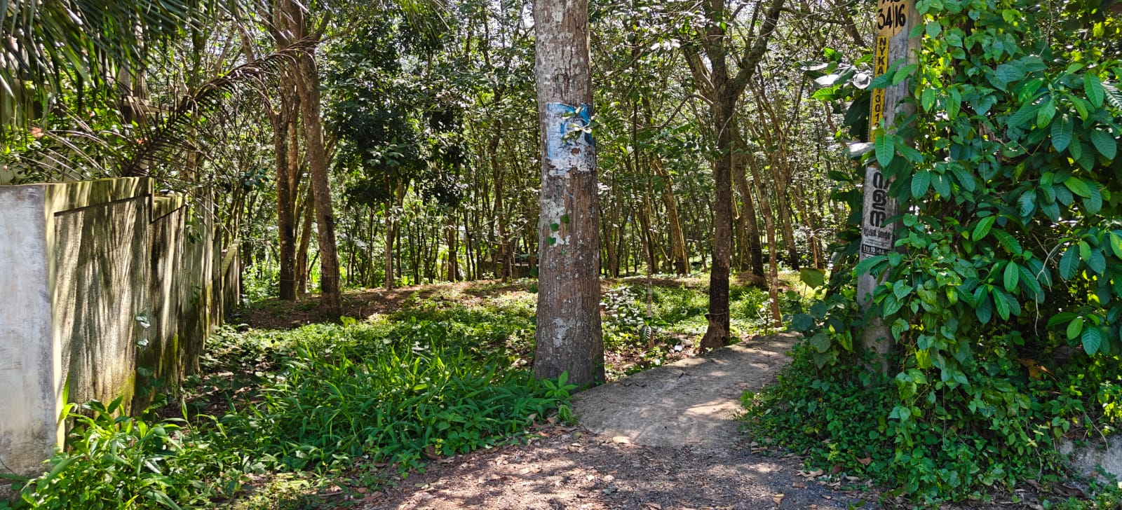 Plot for sale in Neyyattinkara — photo 1