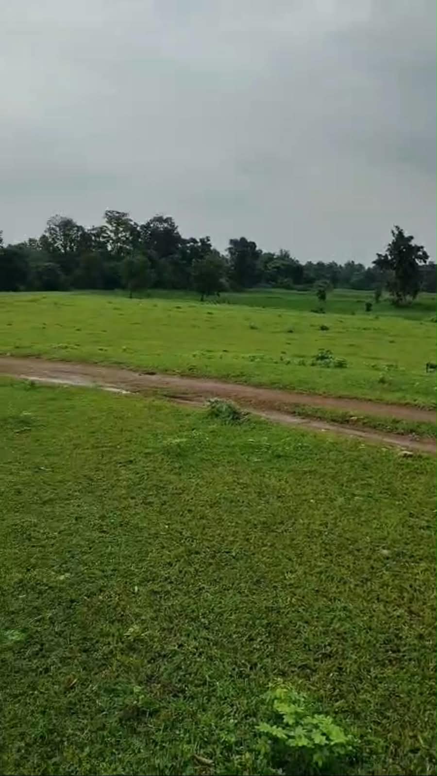 Agriculture Land for sale in Khamariya Balaghat Balaghat — photo 2
