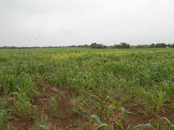53419 square meter Plot for sale in Gujarat Gandhidham — photo 4