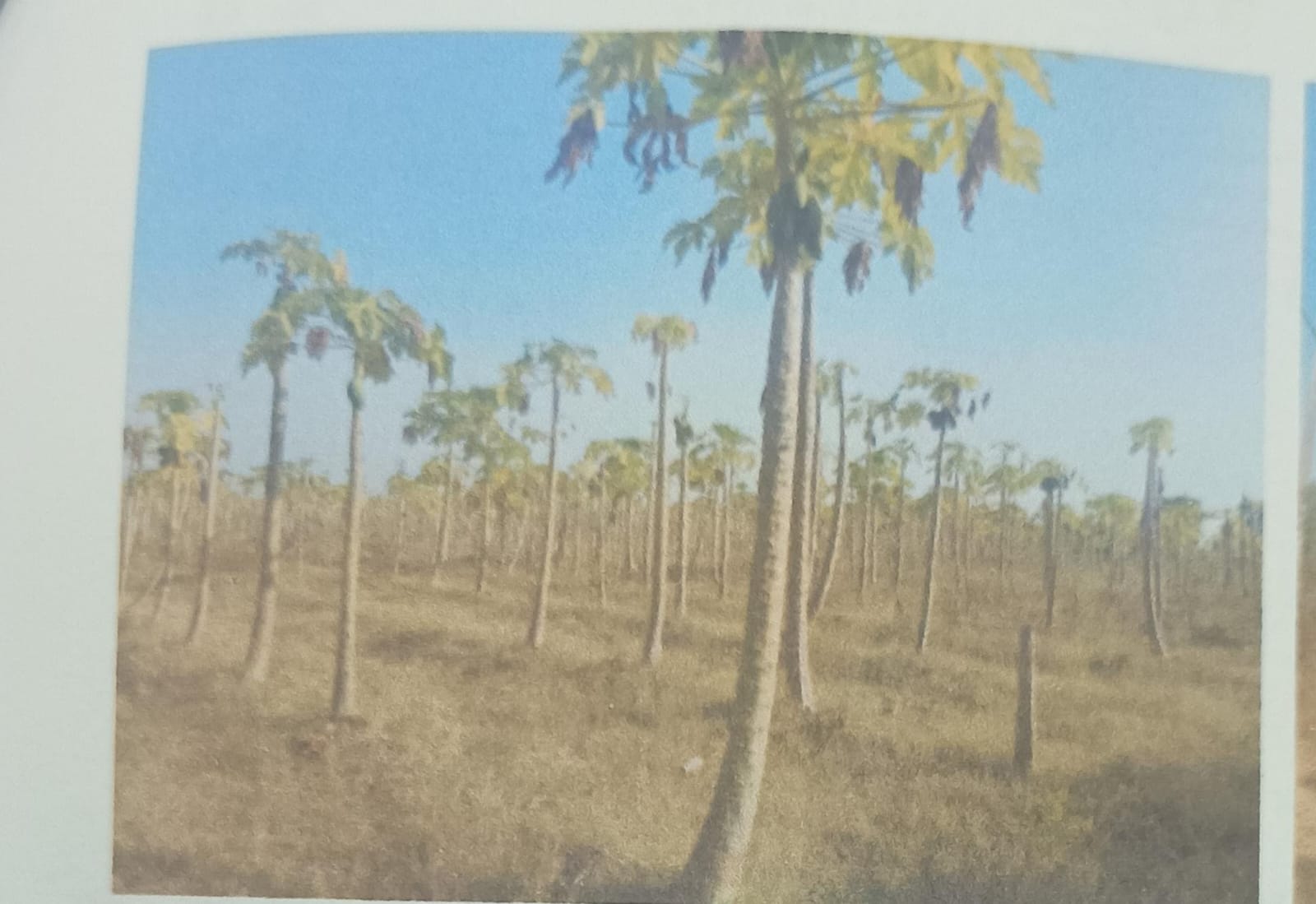 Plot for sale in Burhanpur Burhanpur — photo 1