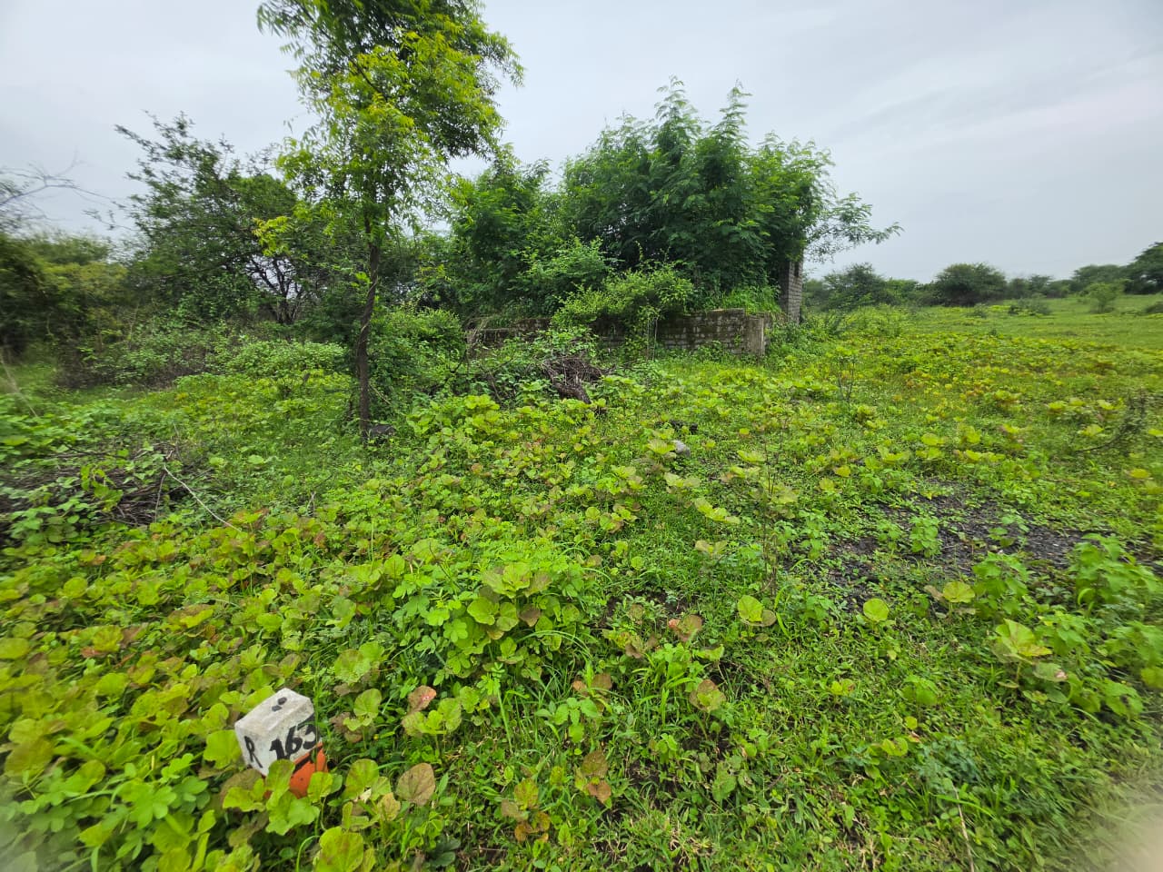 1672 square feet Plot for sale in CHANDRAPUR Chandrapur — photo 8