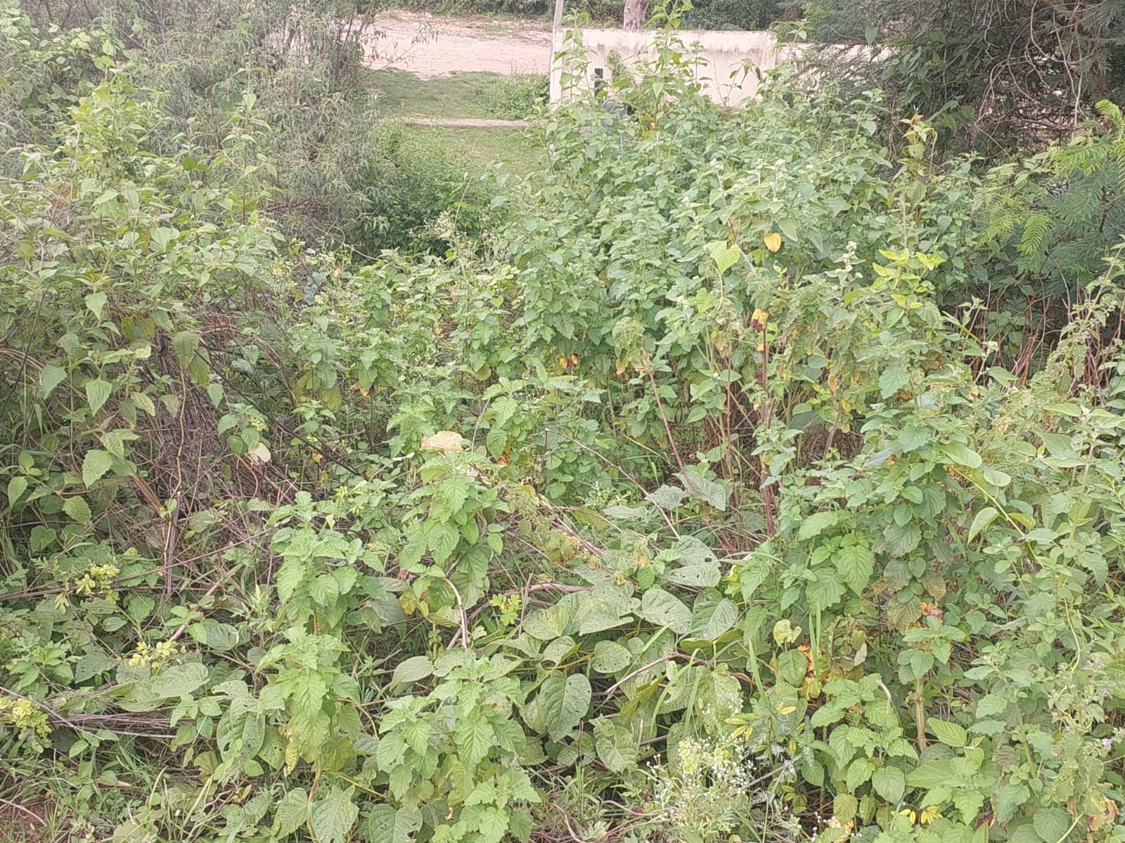 1200 square feet Plot for sale in Bengaluru — photo 2