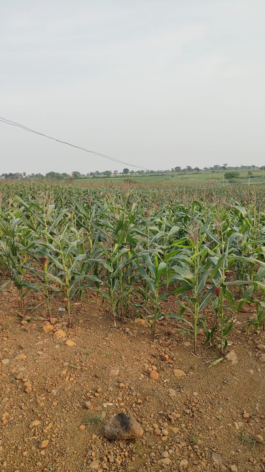 Plot for sale in Rajgarh — photo 2