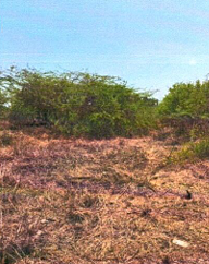 166.03 square meter Plot for sale in Jalalpore — photo 2
