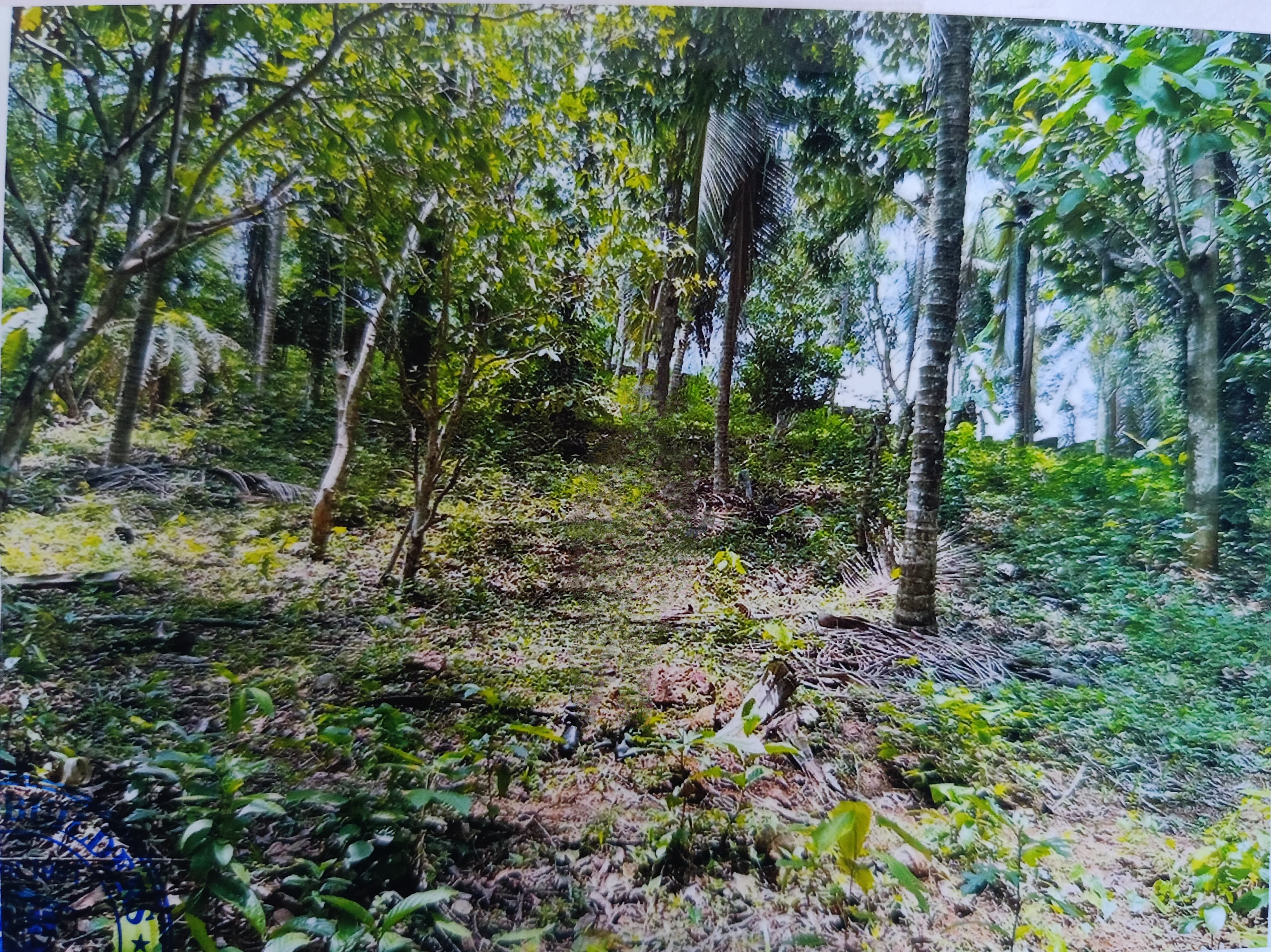 Plot for sale in Pariyaram — photo 2