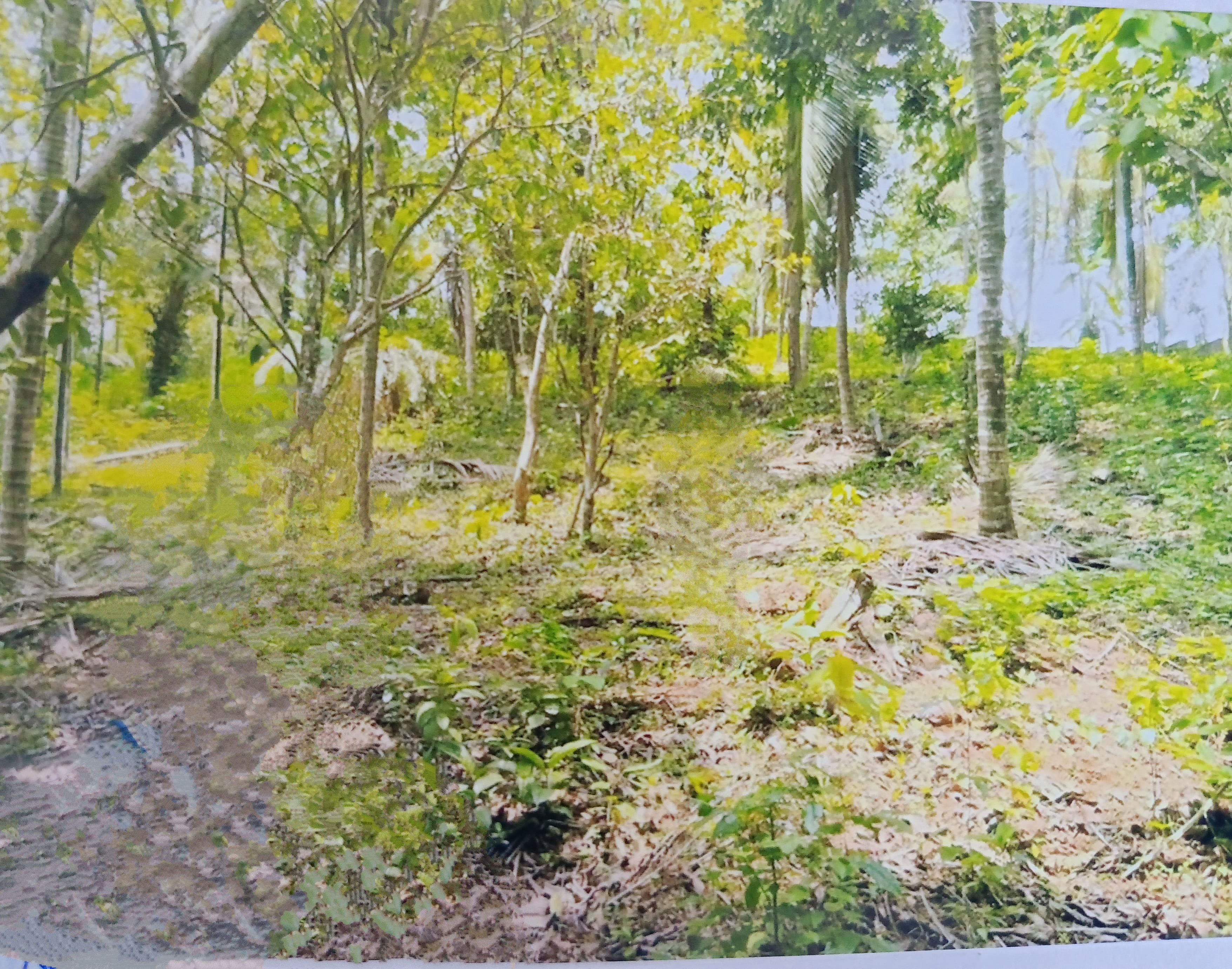 Plot for sale in Pariyaram — photo 7
