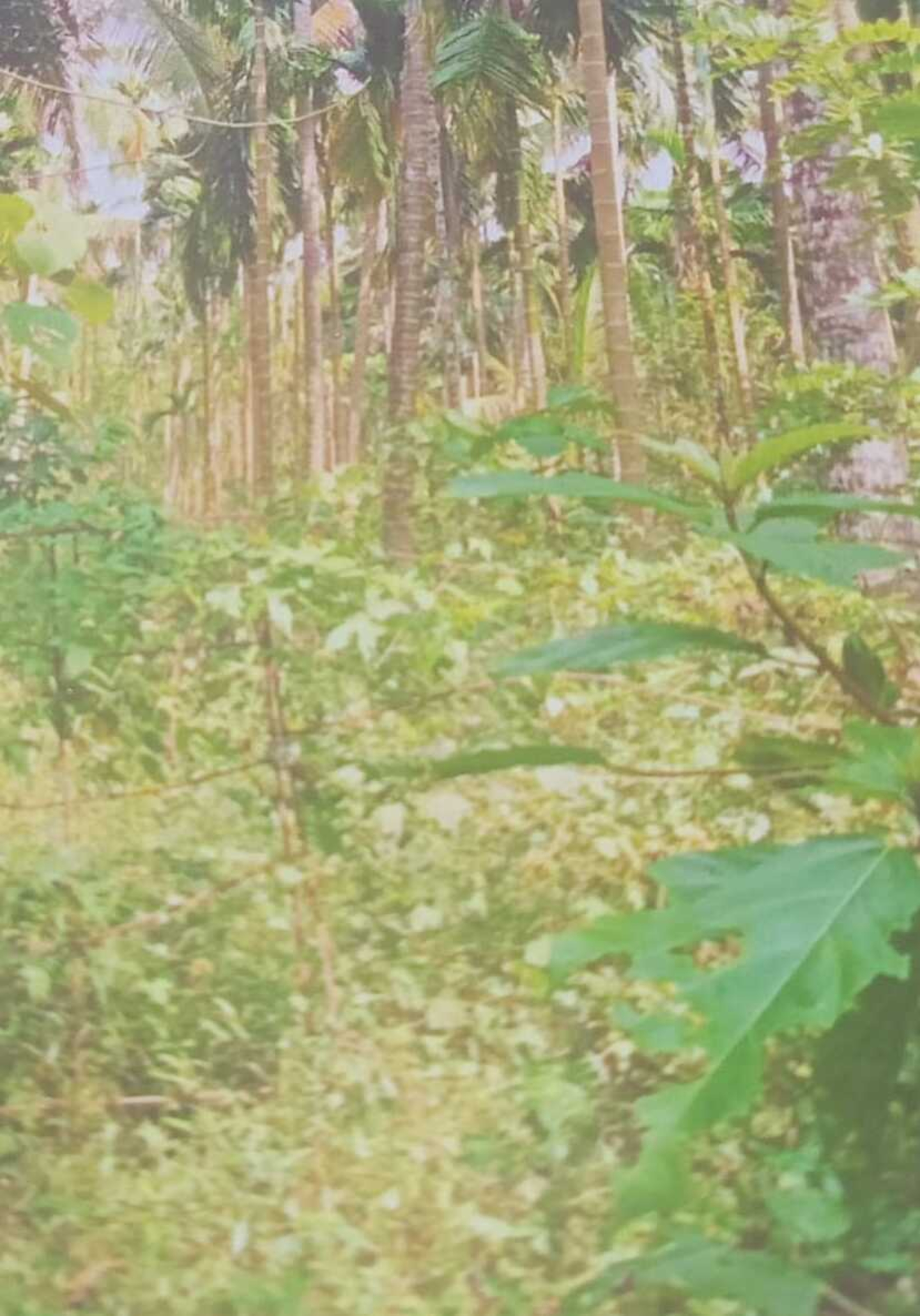 Plot for sale in Koyilandi — photo 6
