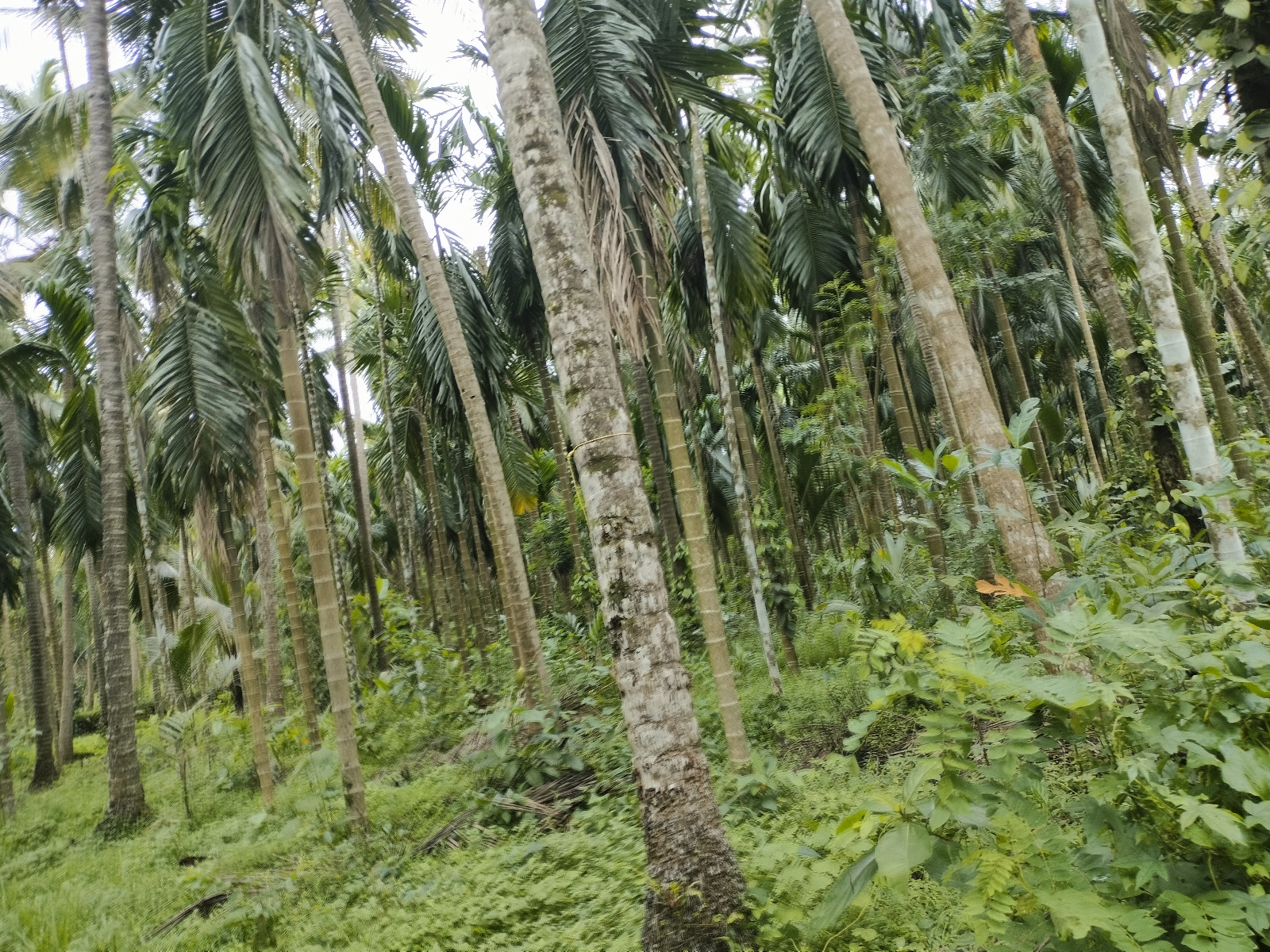 Plot for sale in Koyilandi — photo 7
