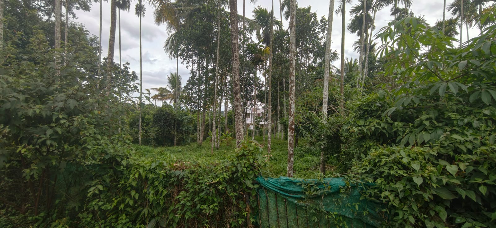 Plot for sale in Sulthan Bathery — photo 1