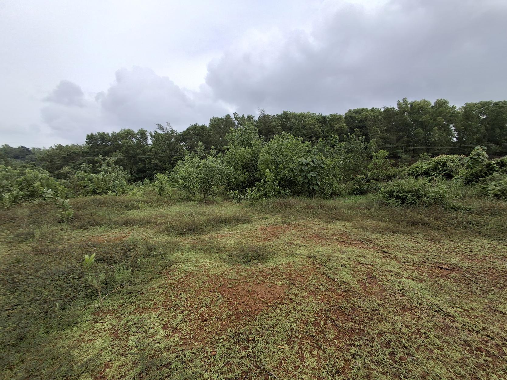 Plot for sale in THENKAYEDAPADAVU VILLAGE, SHIBRIKERE POST Ganjimutt — photo 2