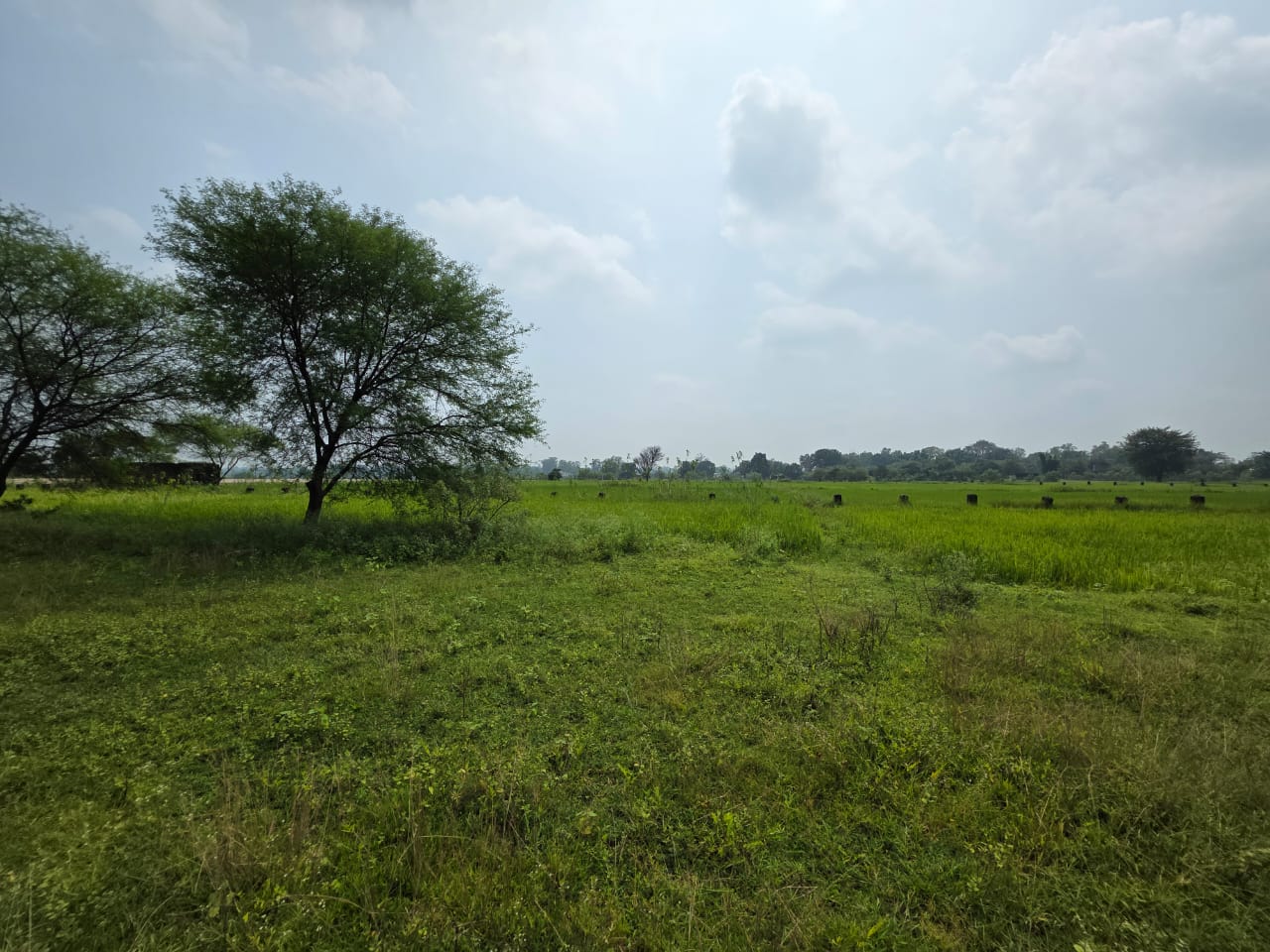 Diverted Land and Building for sale in Pathalgaon Pathalgaon — photo 6