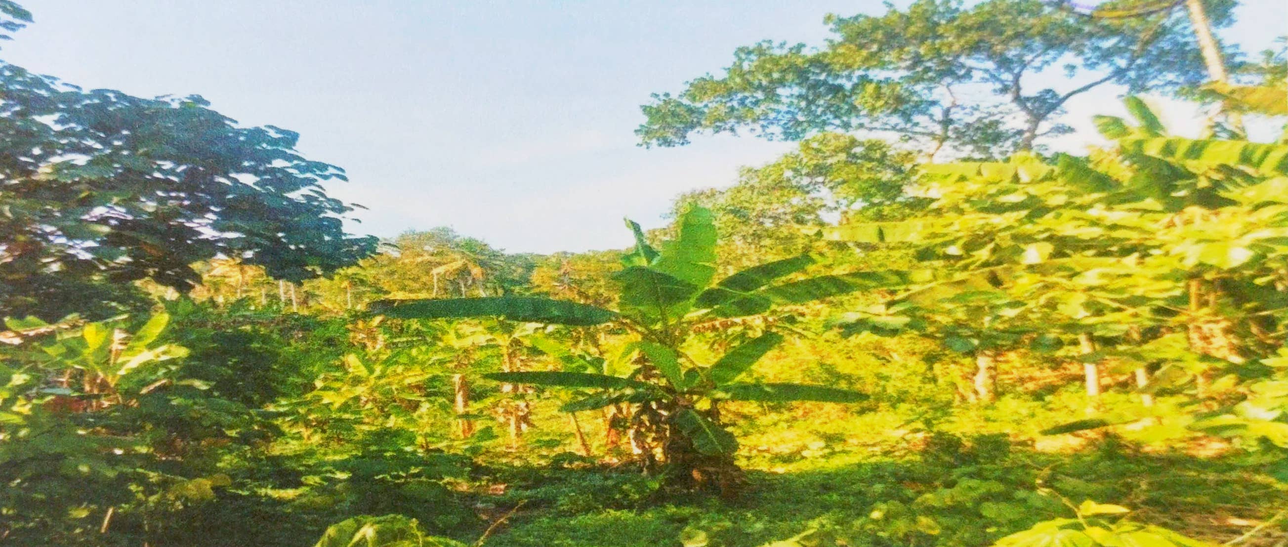 VACCANT LAND for sale in Adichanalloor — photo 1