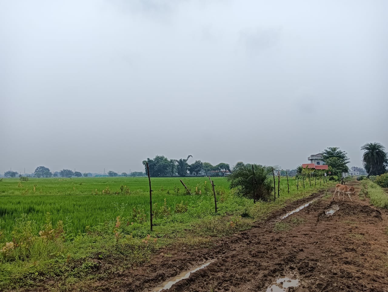 6000 square feet Plot for sale in bhilai Bhilai — photo 2