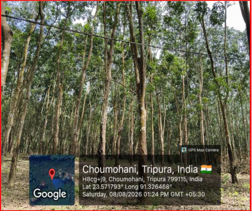 Land for sale in Bagmara, PO - Bishramganj, PS - Melaghar, District - Sepahijala, Tripura Bishramganj
