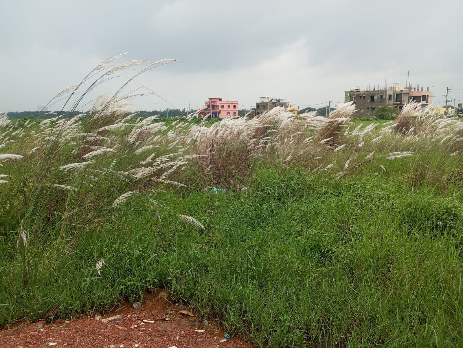 2439.36 square feet Plot for sale in Ekamra Vihar, Ebaranga, Sundarpada Bhubaneswar — photo 3