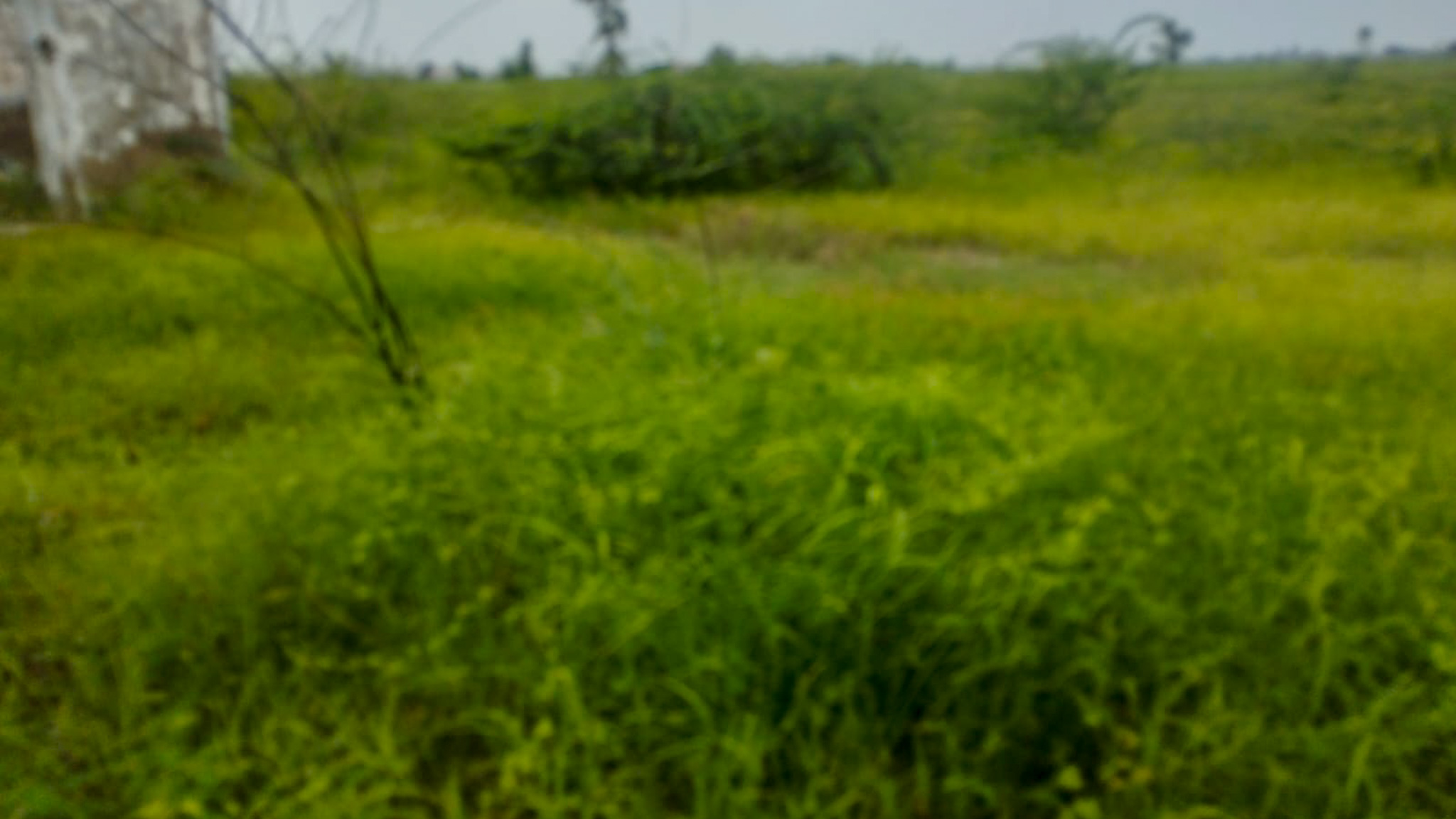 29200 square meter OPEN PLOT FOR INDUSTRIAL USE for sale in MALVAN Surendranagar — photo 24