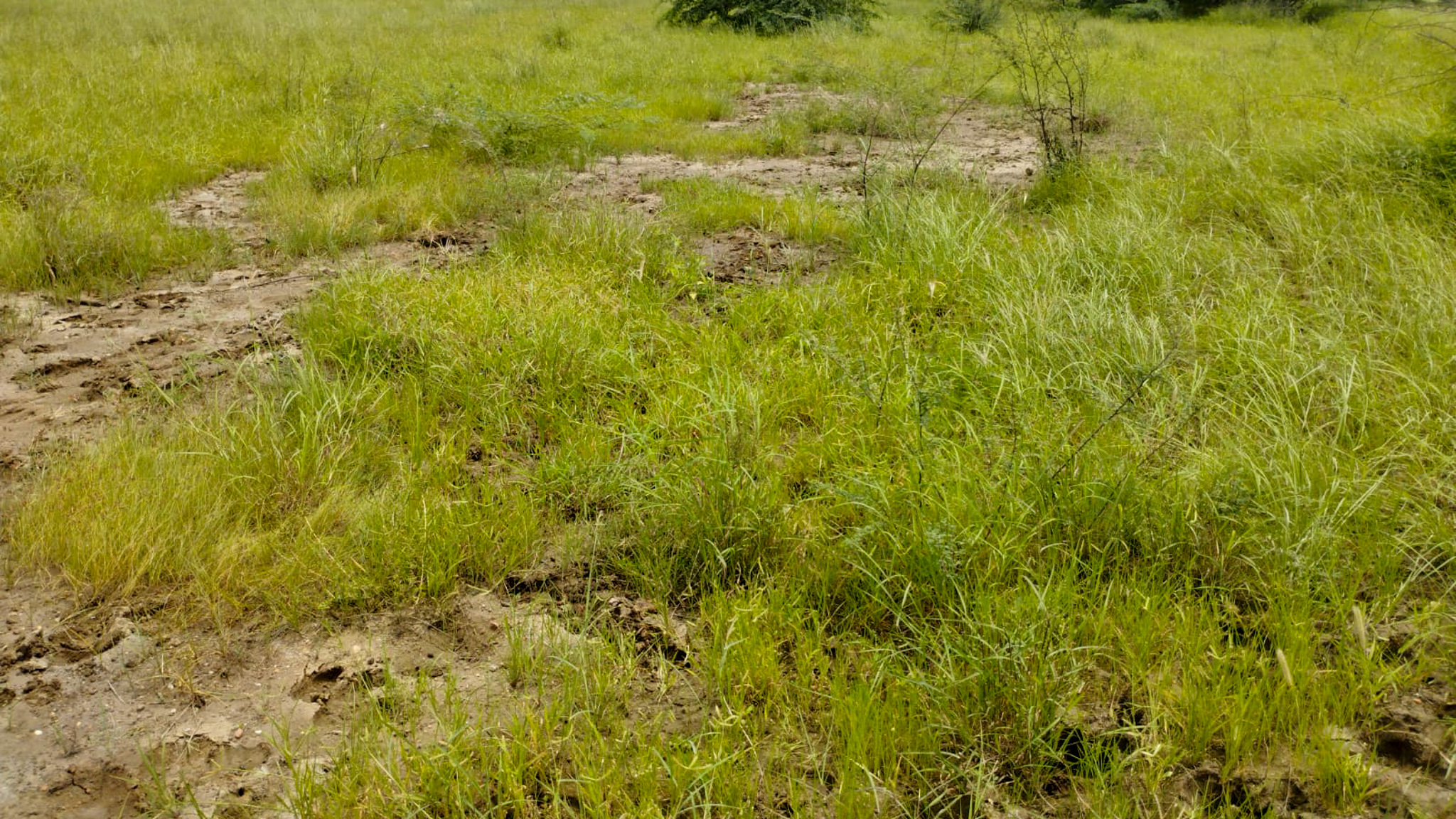 29200 square meter OPEN PLOT FOR INDUSTRIAL USE for sale in MALVAN Surendranagar — photo 5