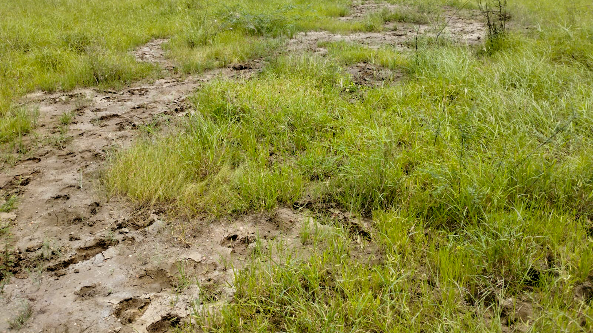 29200 square meter OPEN PLOT FOR INDUSTRIAL USE for sale in MALVAN Surendranagar — photo 6