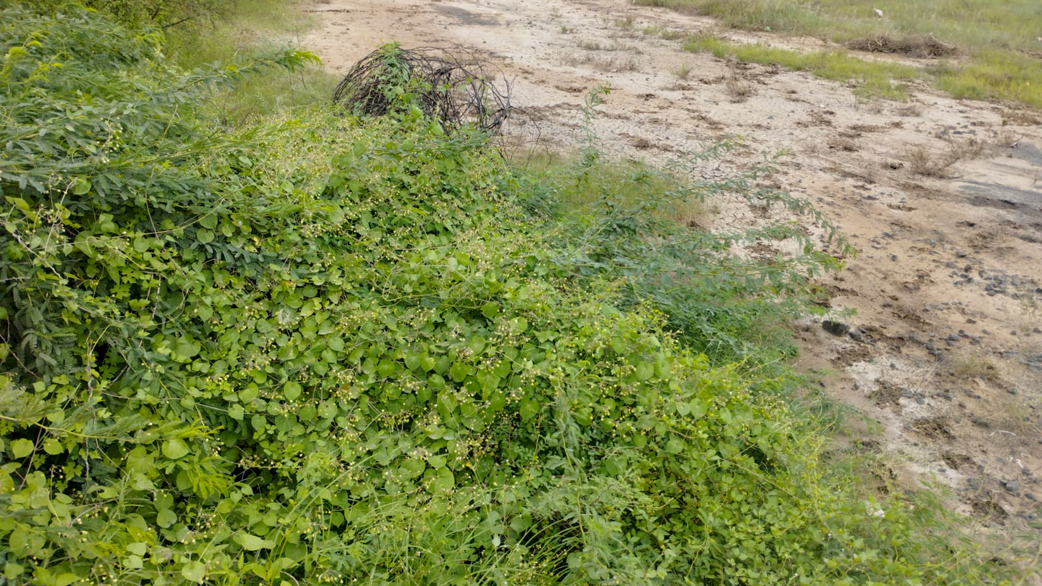 29200 square meter OPEN PLOT FOR INDUSTRIAL USE for sale in MALVAN Surendranagar — photo 17