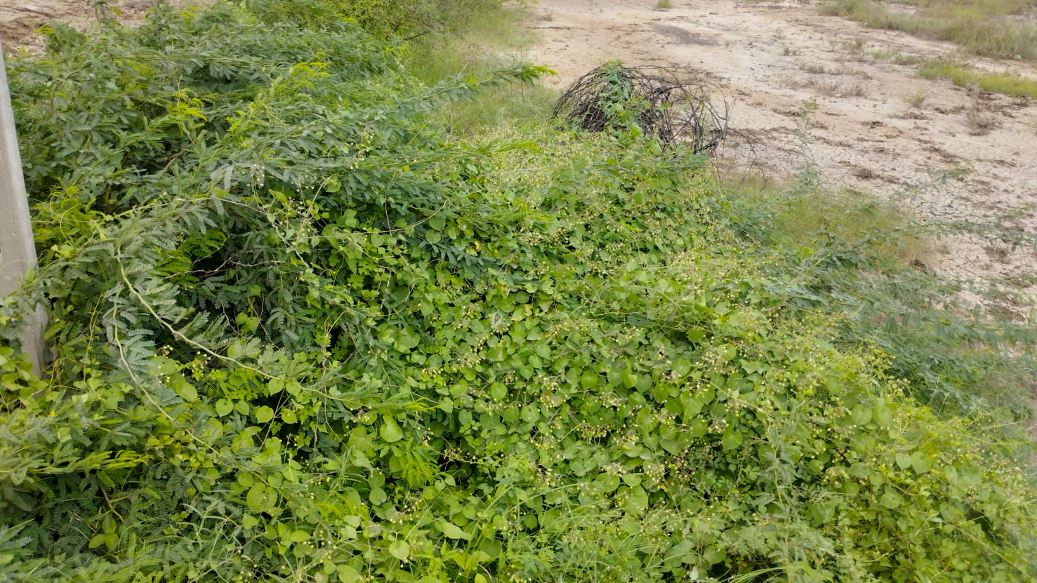 29200 square meter OPEN PLOT FOR INDUSTRIAL USE for sale in MALVAN Surendranagar — photo 19