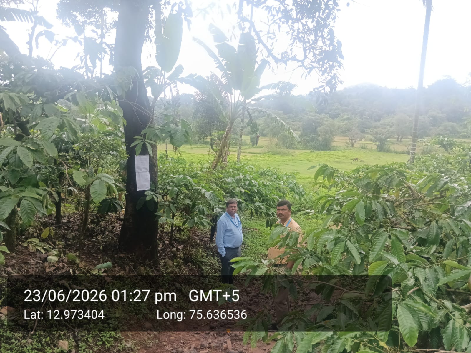 COFFEE PLANTATION for sale in KUMARVALLY VILLAGE Sakleshpur