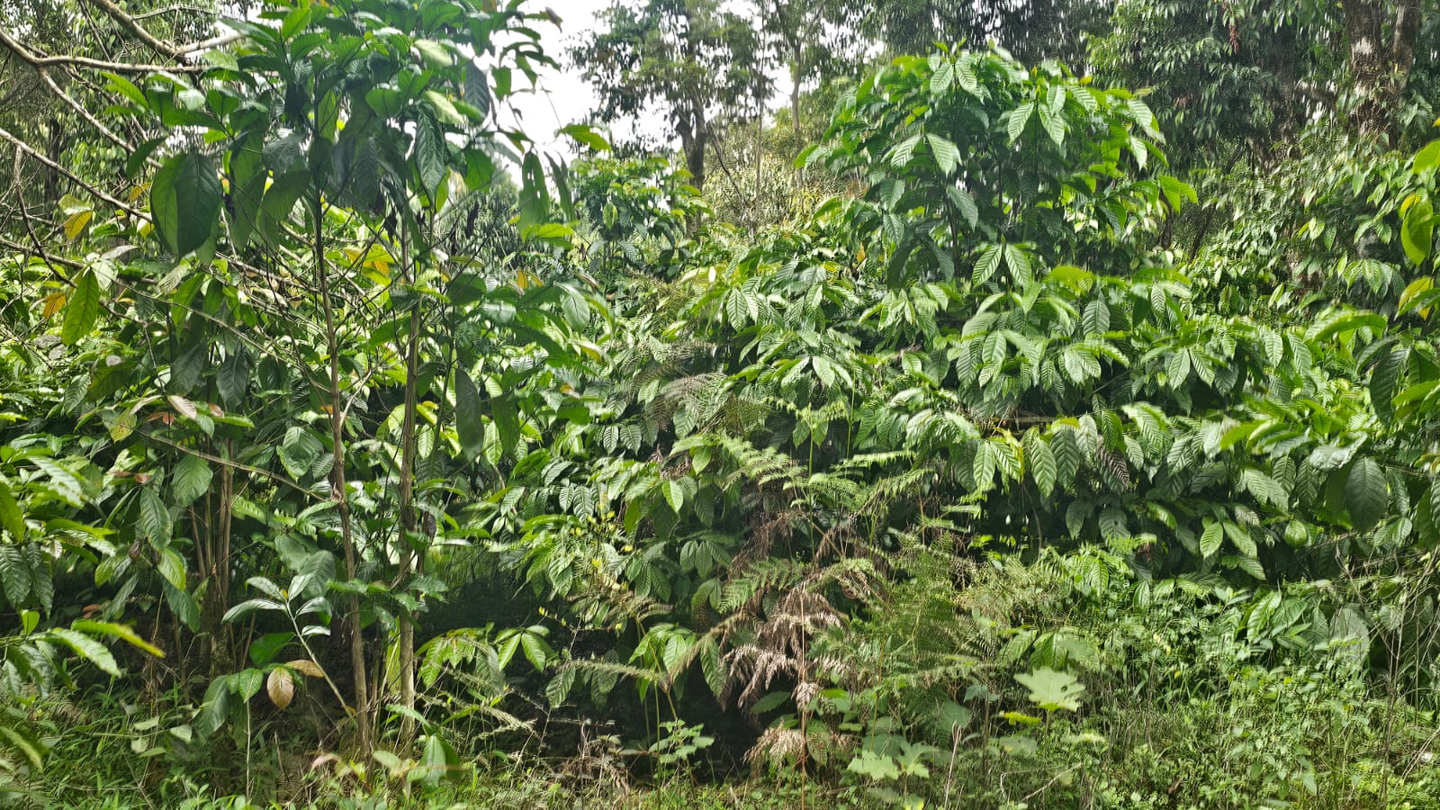 404.7 square meter Plot for sale in Madikeri
