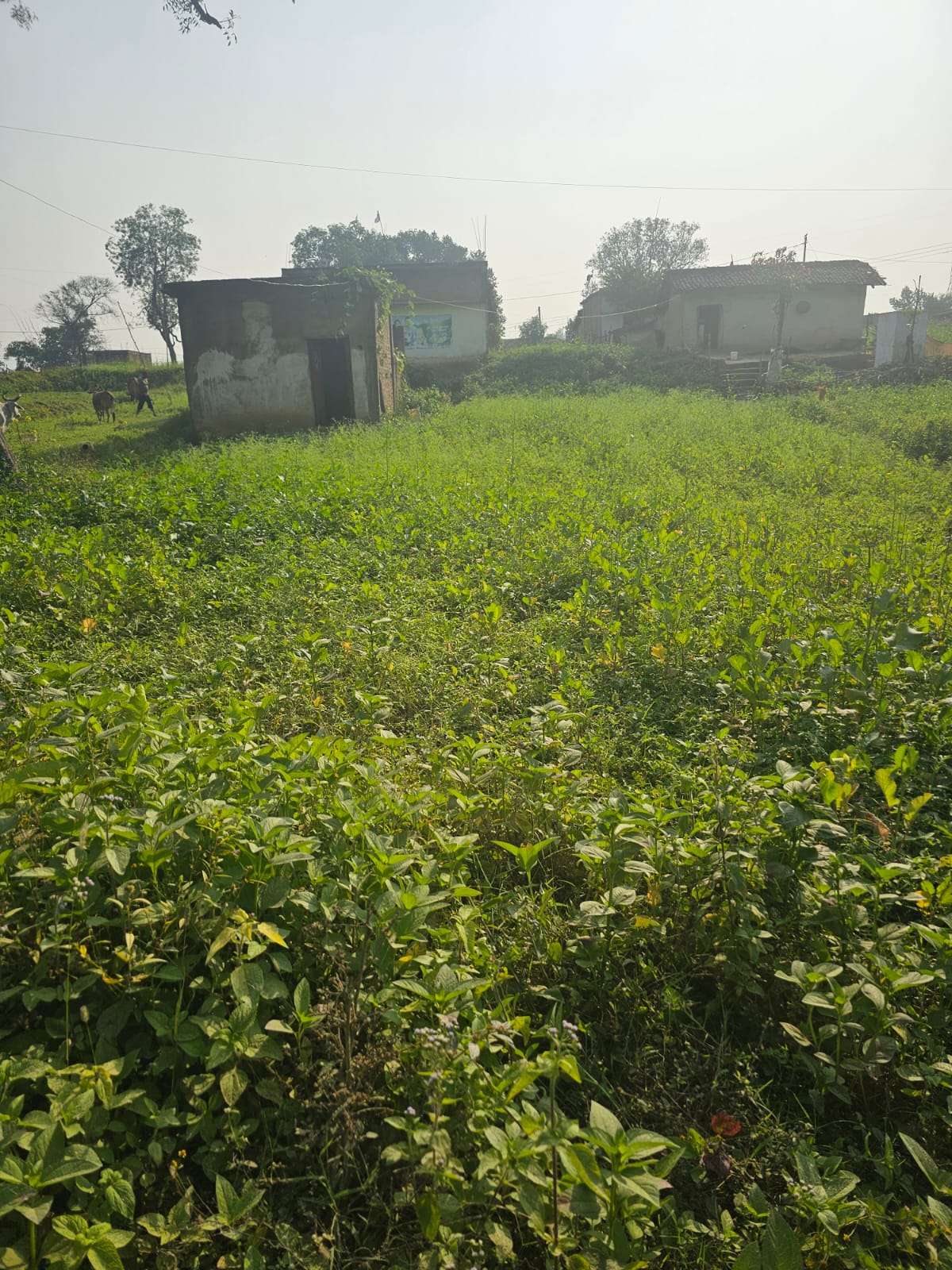 Plot for sale in Singrauli Singrauli — photo 2