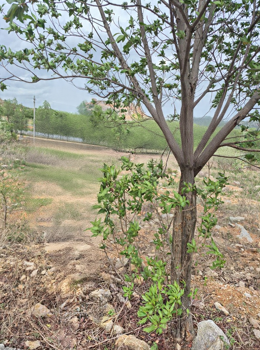 200 square yard Plot for sale in PIGLIPUR Pochampalle — photo 4