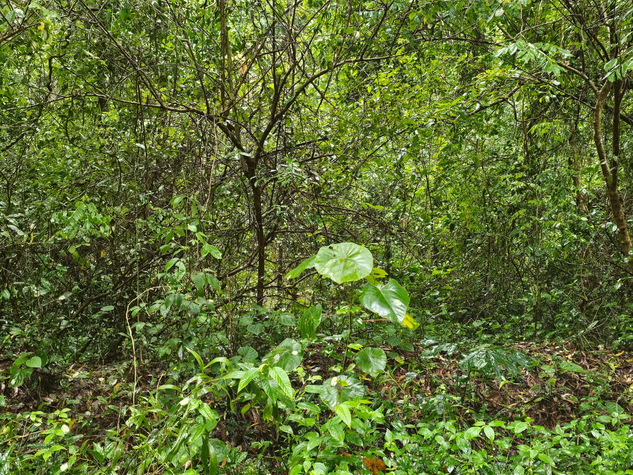 Plot for sale in Navoor