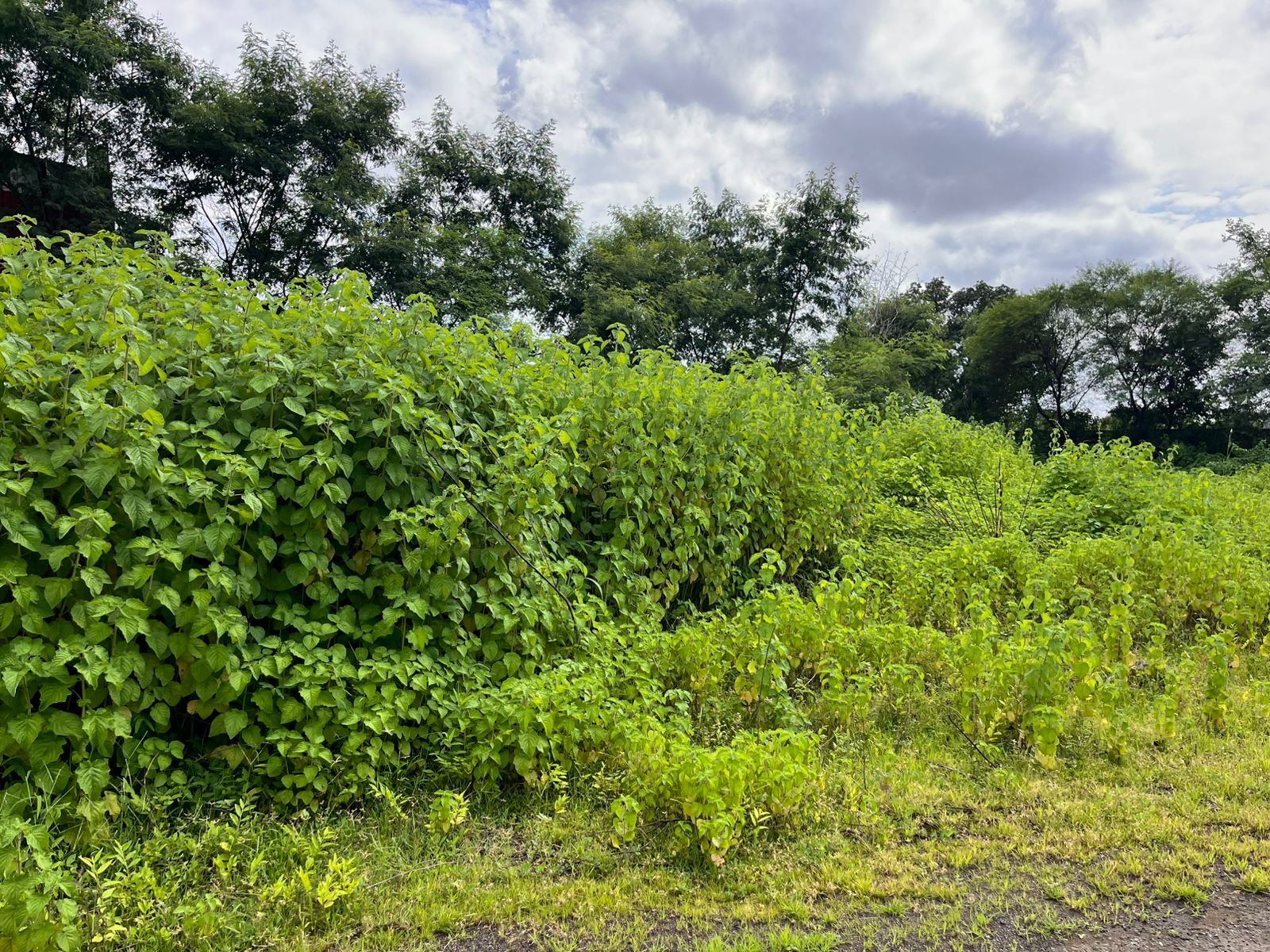 Industrial Plot with Factory Building for sale in Aklordih Bhilai — photo 6