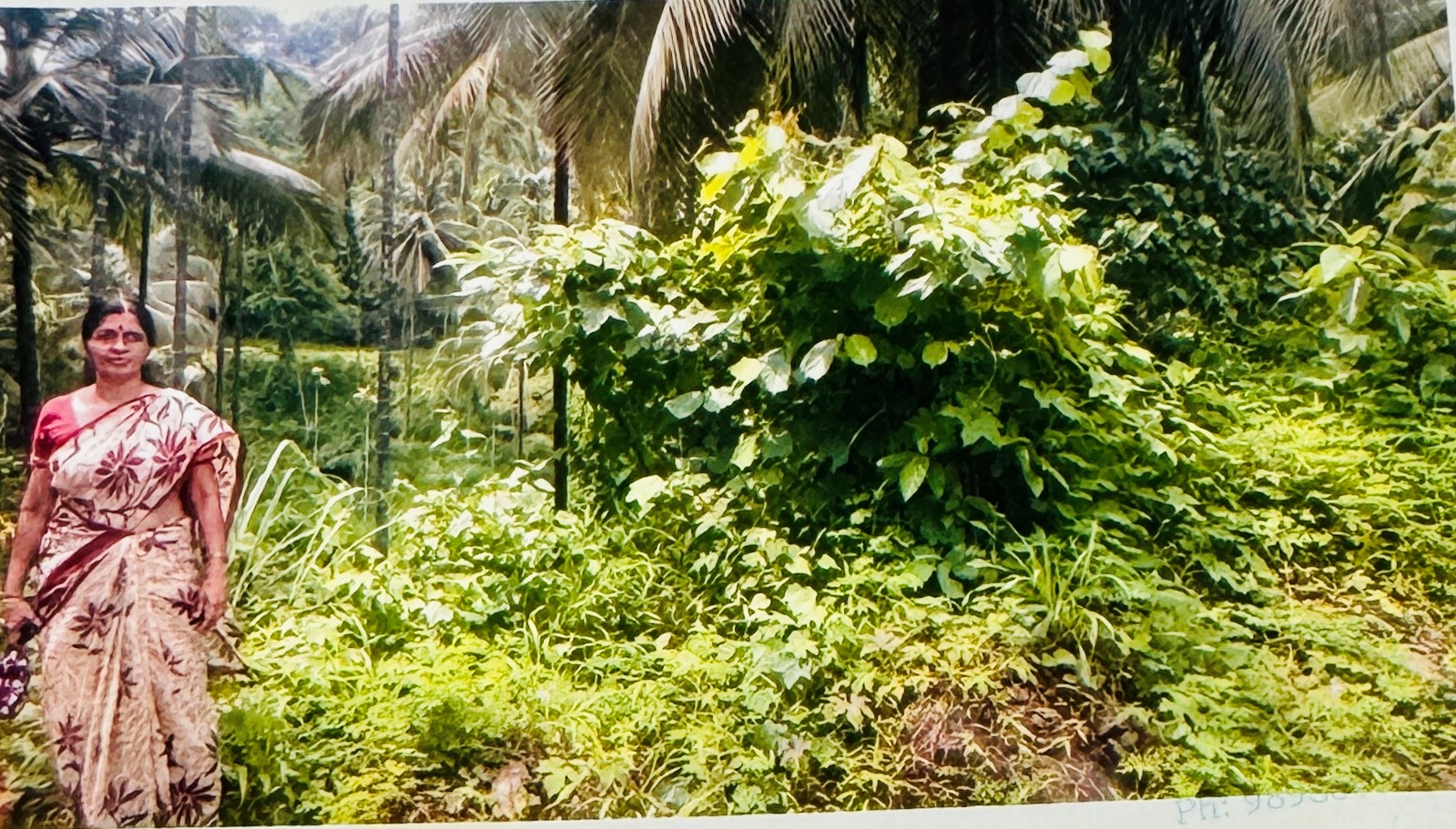 RUBBER PLANTATION for sale in Ward 2, Kodanchery,Kozhikode Kozhikode — photo 1