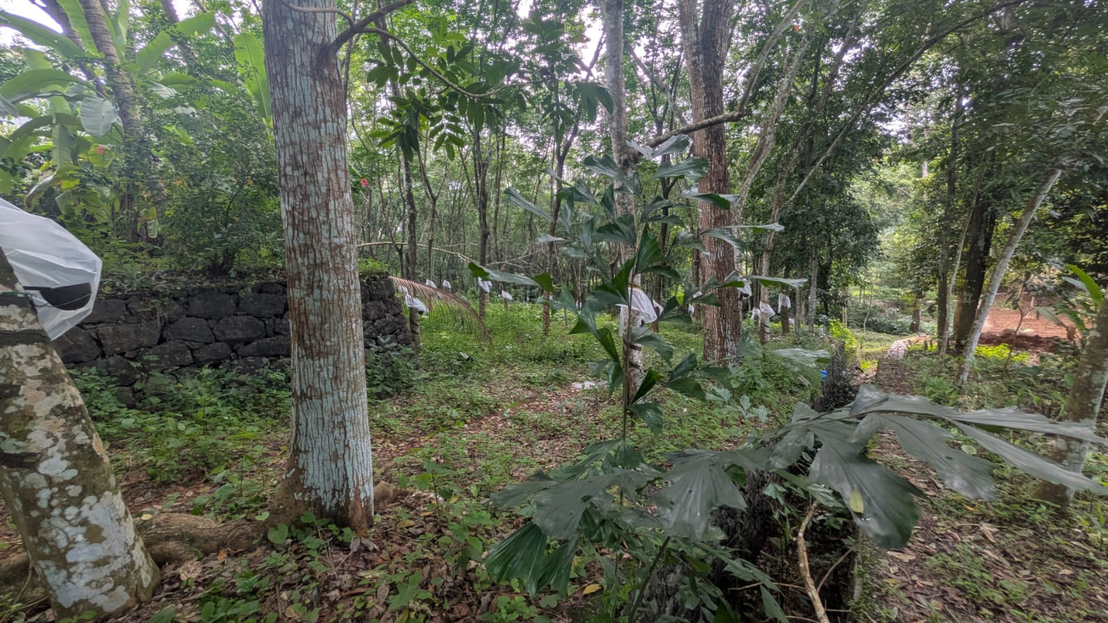 Plot for sale in KADUTHURUTHI Vaikom — photo 3