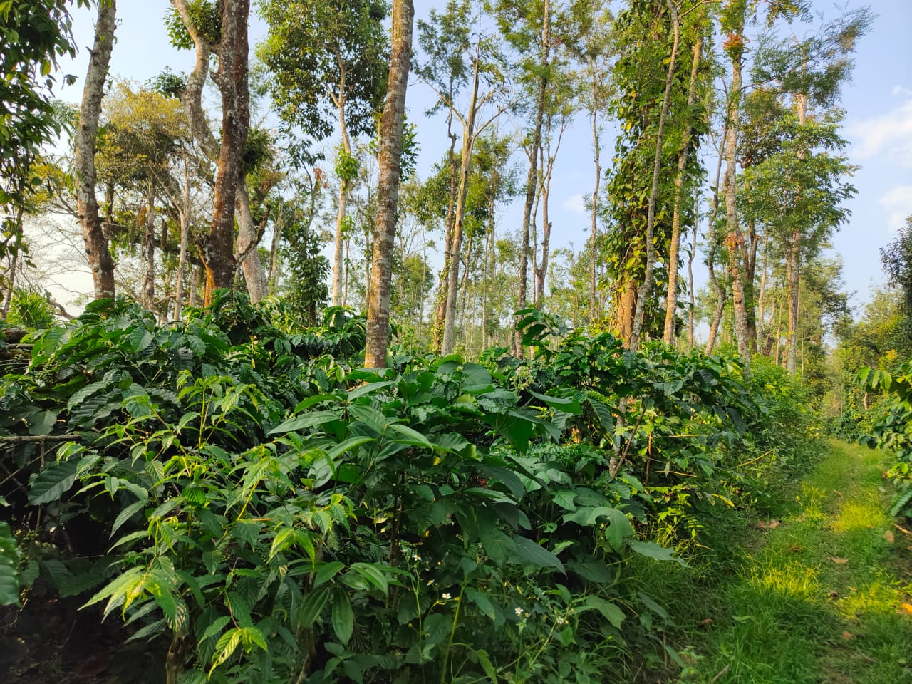 Agriculture Land for sale in Belur — photo 1