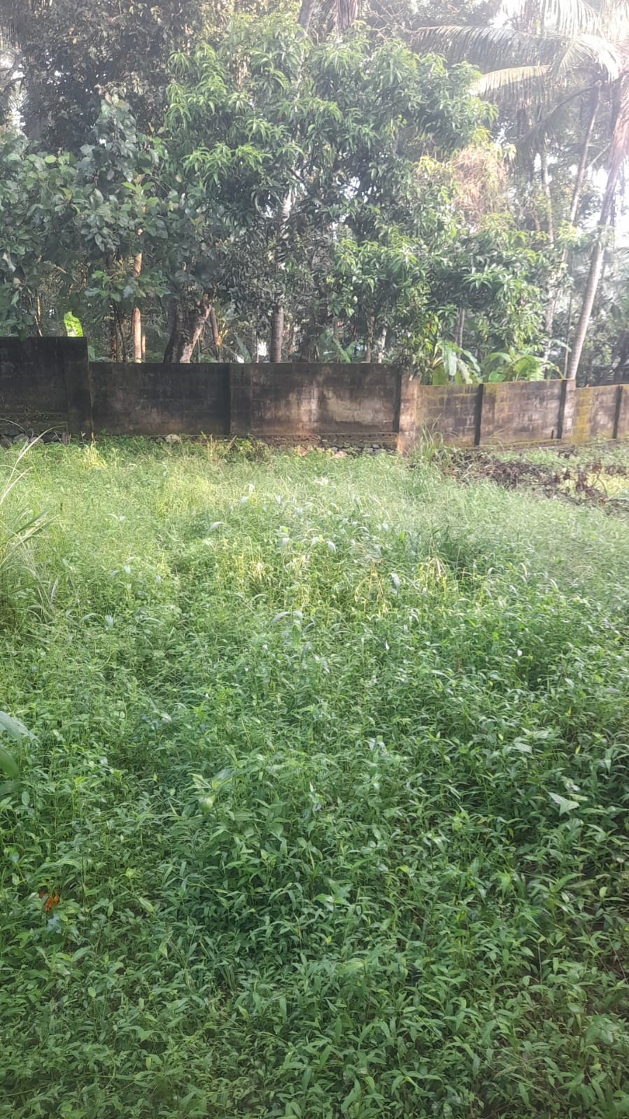 Plot for sale in Thiruvananthapuram — photo 9