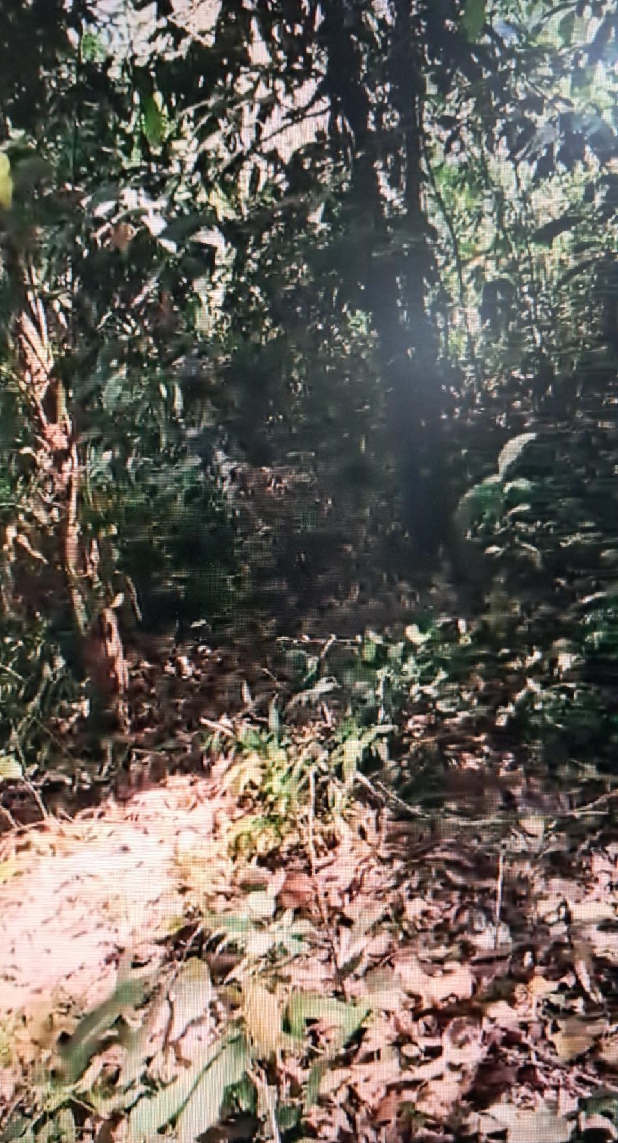 Plot for sale in Cherthala — photo 5